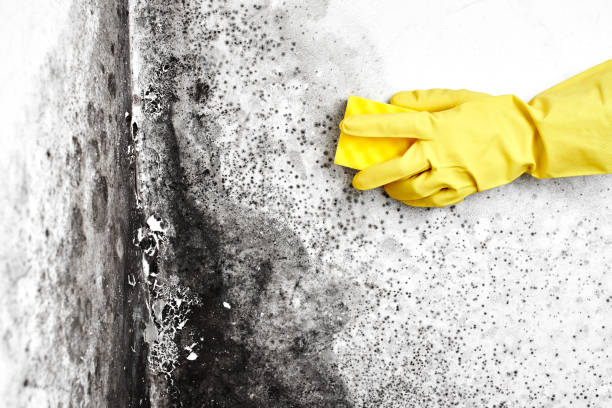 Best Airborne Mold Testing  in Louisa, VA